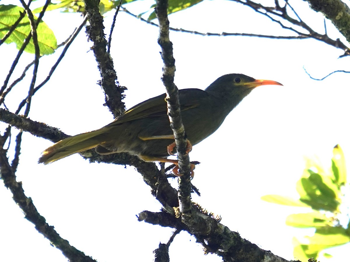 Chattering Giant-Honeyeater - ML622717466