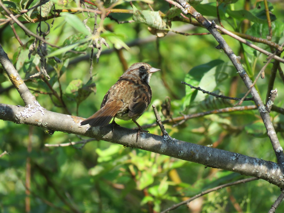 Song Sparrow - ML622717507