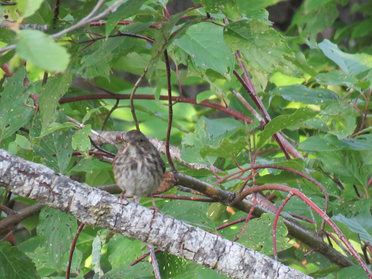 Song Sparrow - ML622717508
