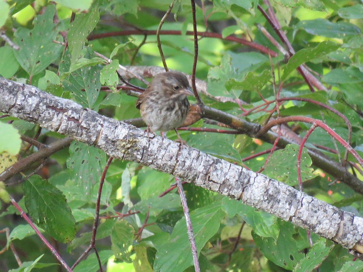 Song Sparrow - ML622717509