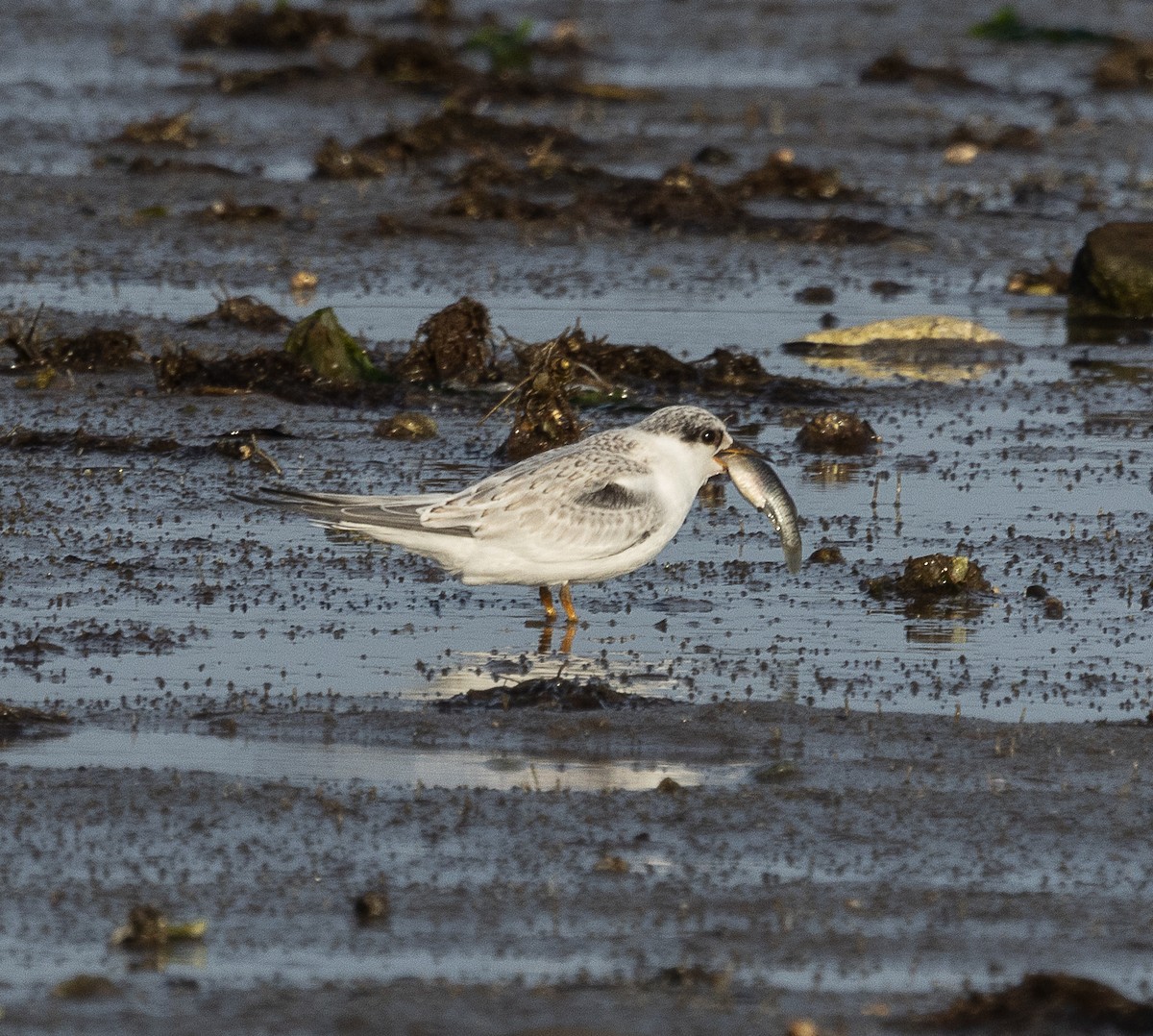 Least Tern - Tom Younkin