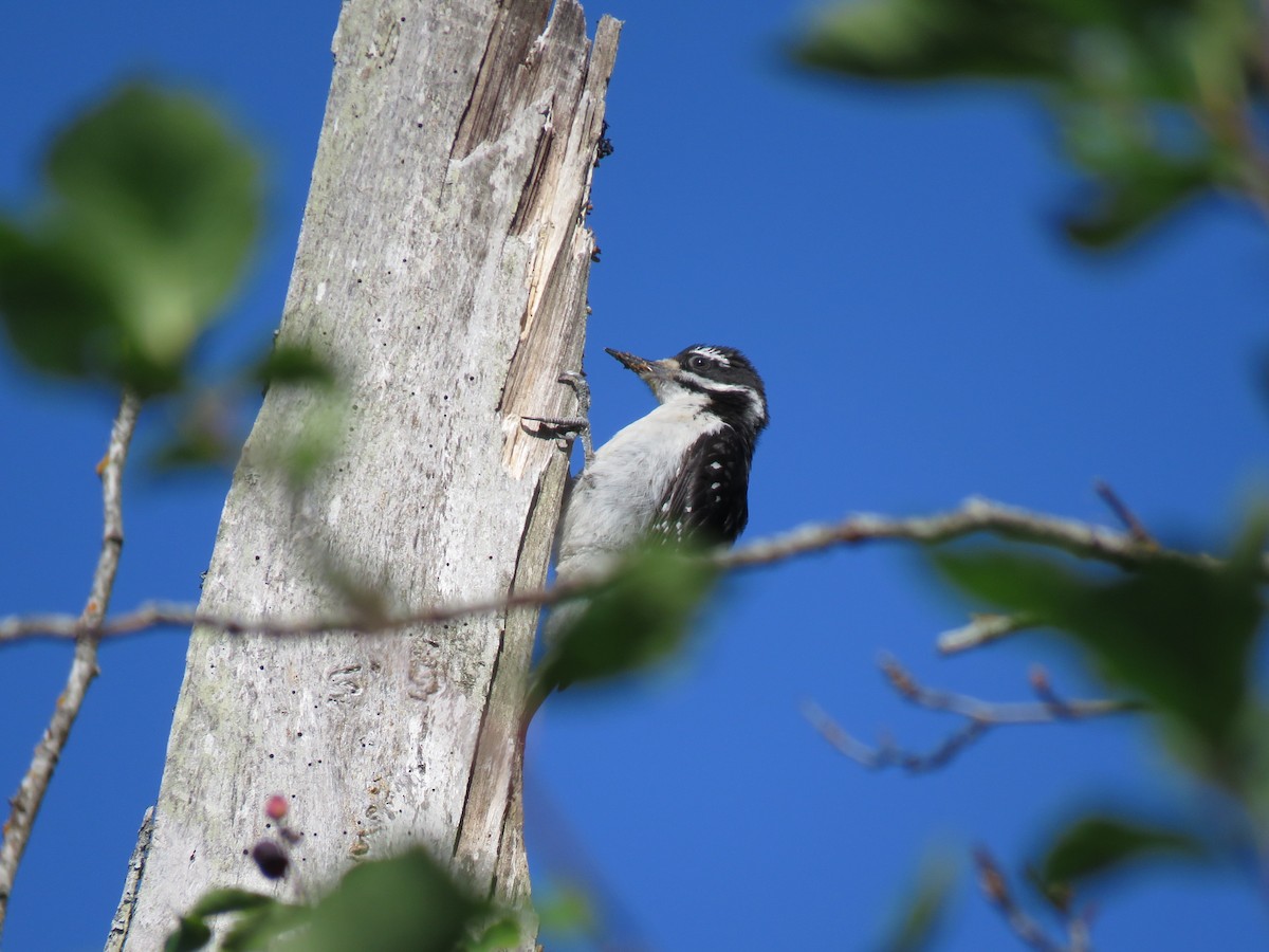 Hairy Woodpecker - ML622717528