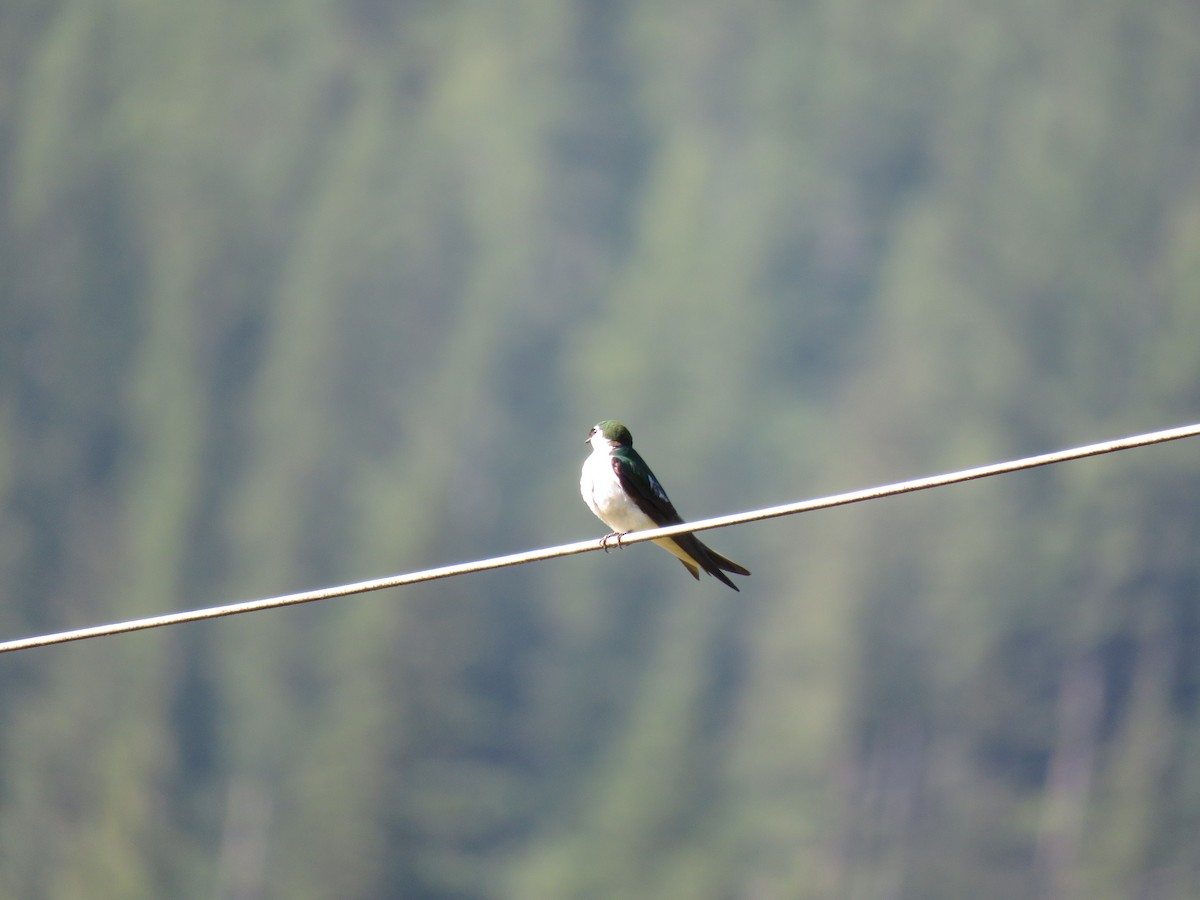 Violet-green Swallow - ML622717550