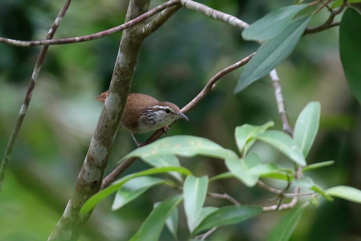 Sinaloa Wren - Greg Scyphers