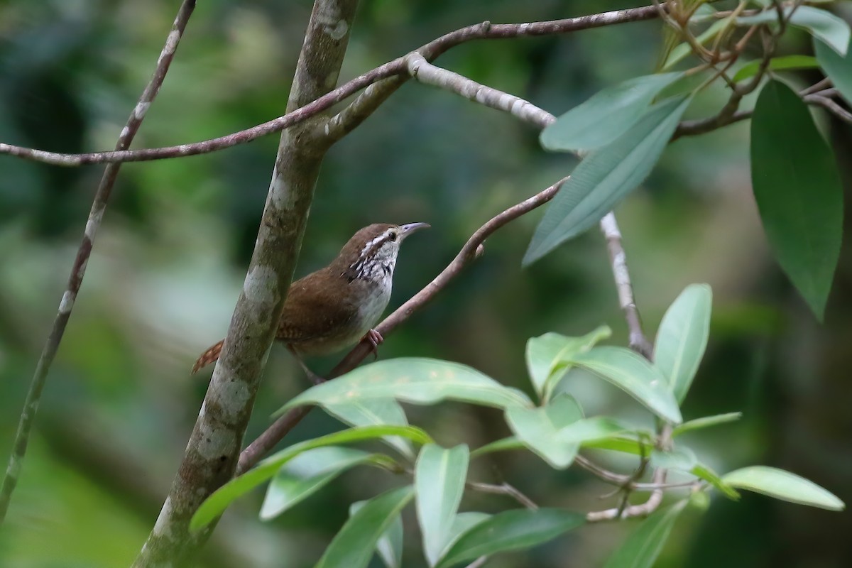 Sinaloa Wren - ML622717557