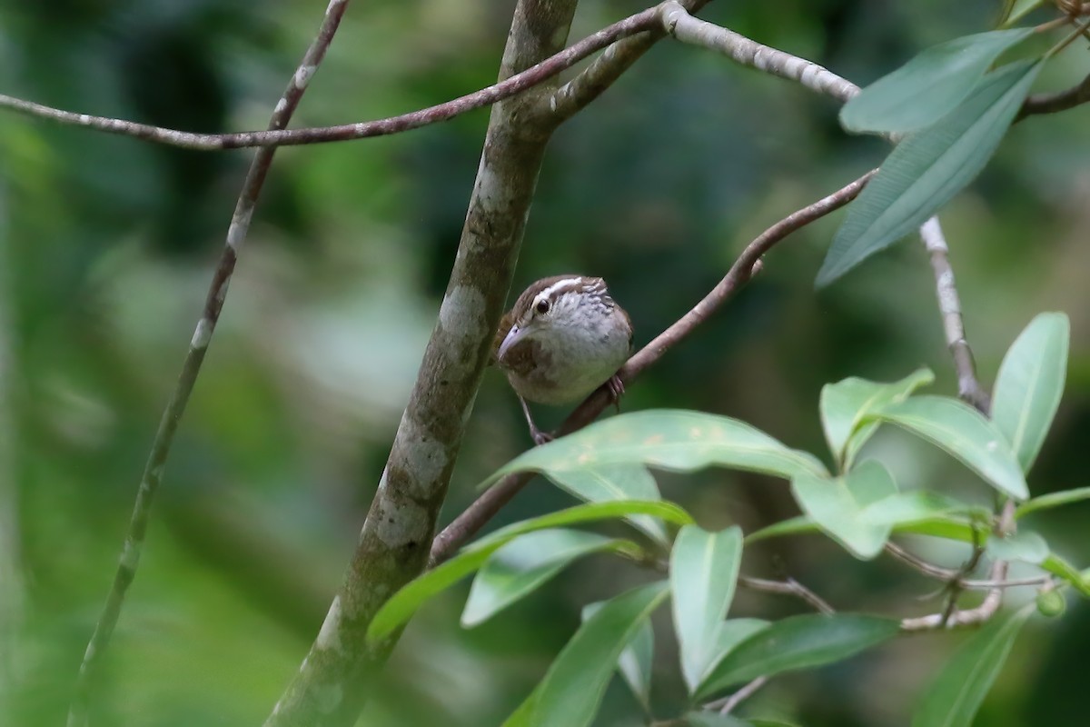 Sinaloa Wren - ML622717560