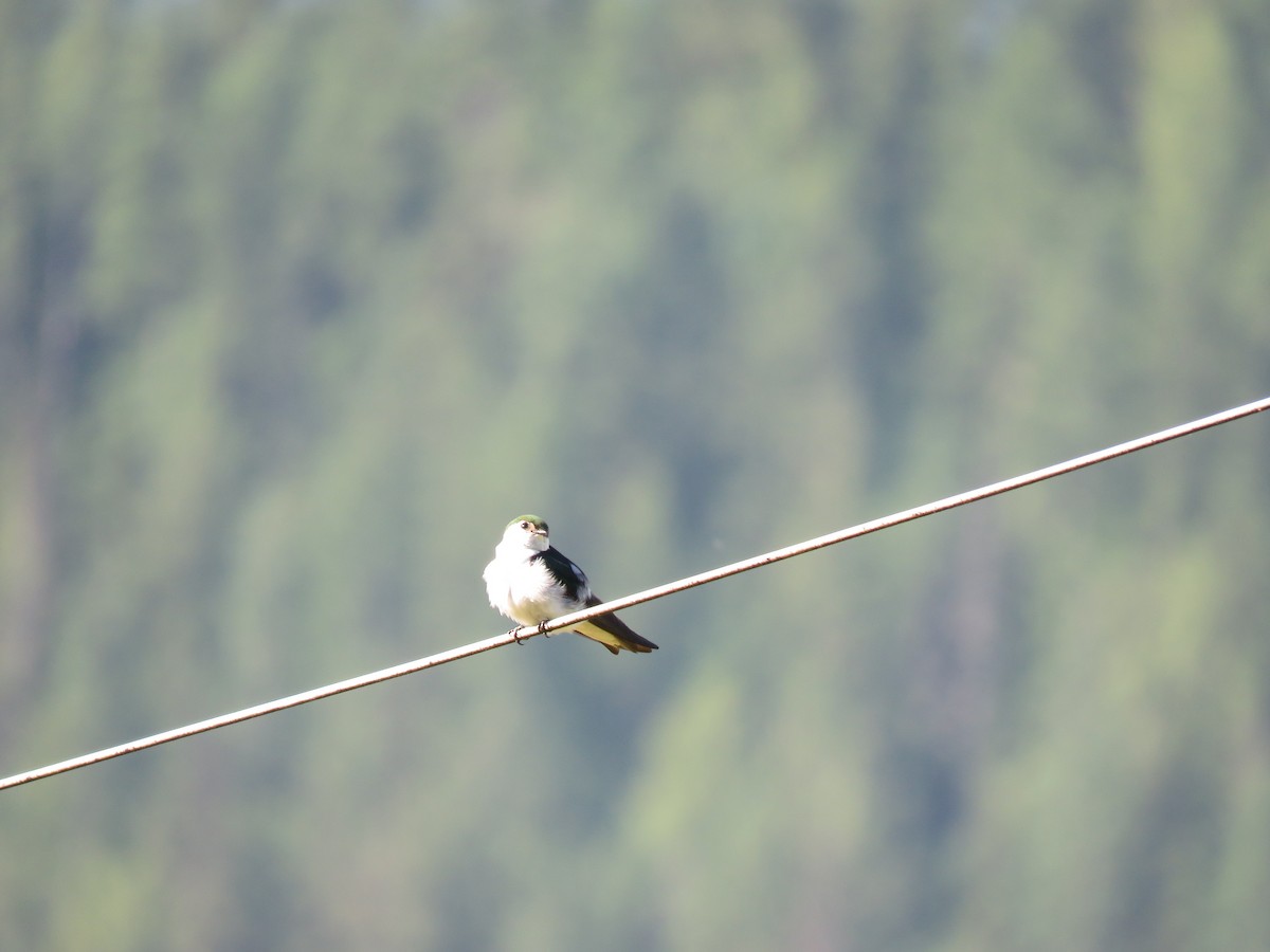 Violet-green Swallow - ML622717561