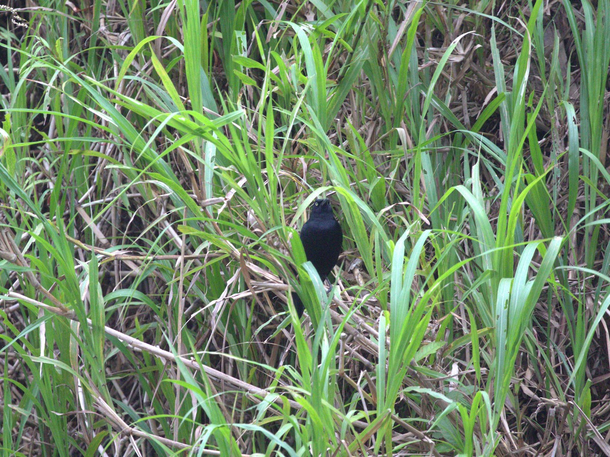 Nicaraguan Grackle - ML622717563