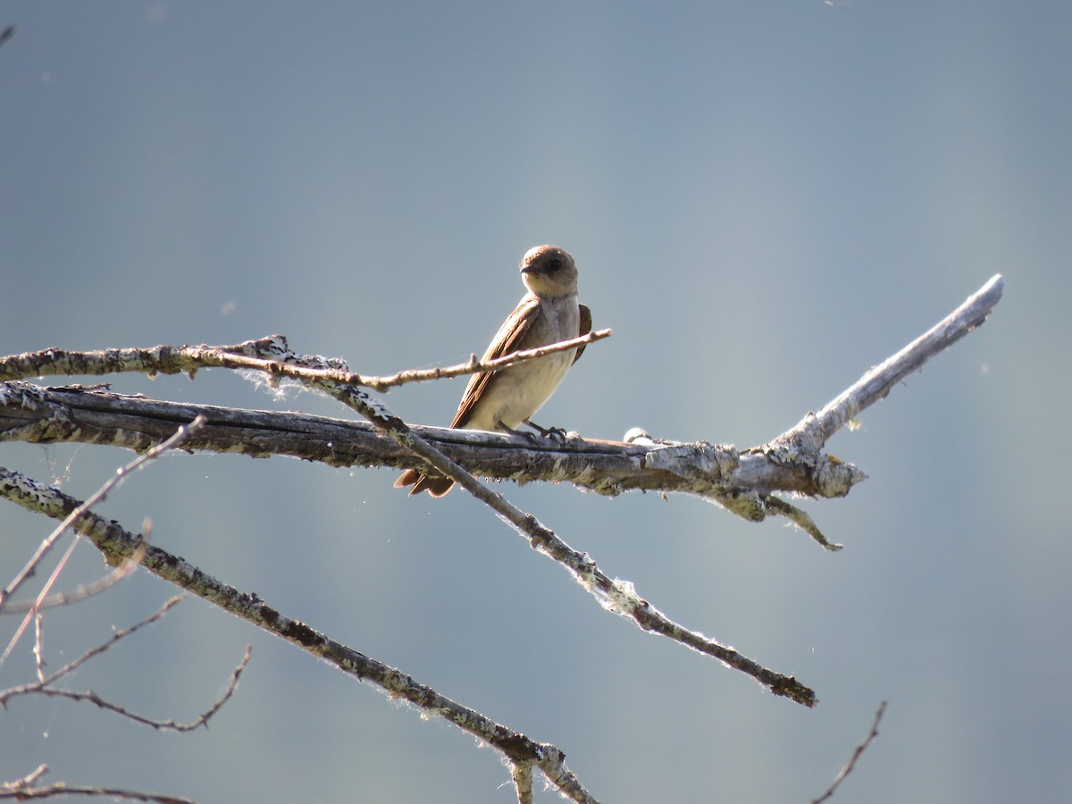 Northern Rough-winged Swallow - ML622717568