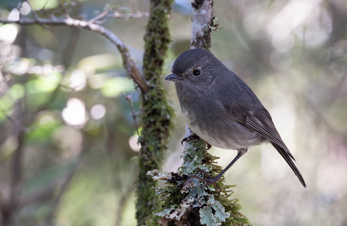 South Island Robin - ML622717569