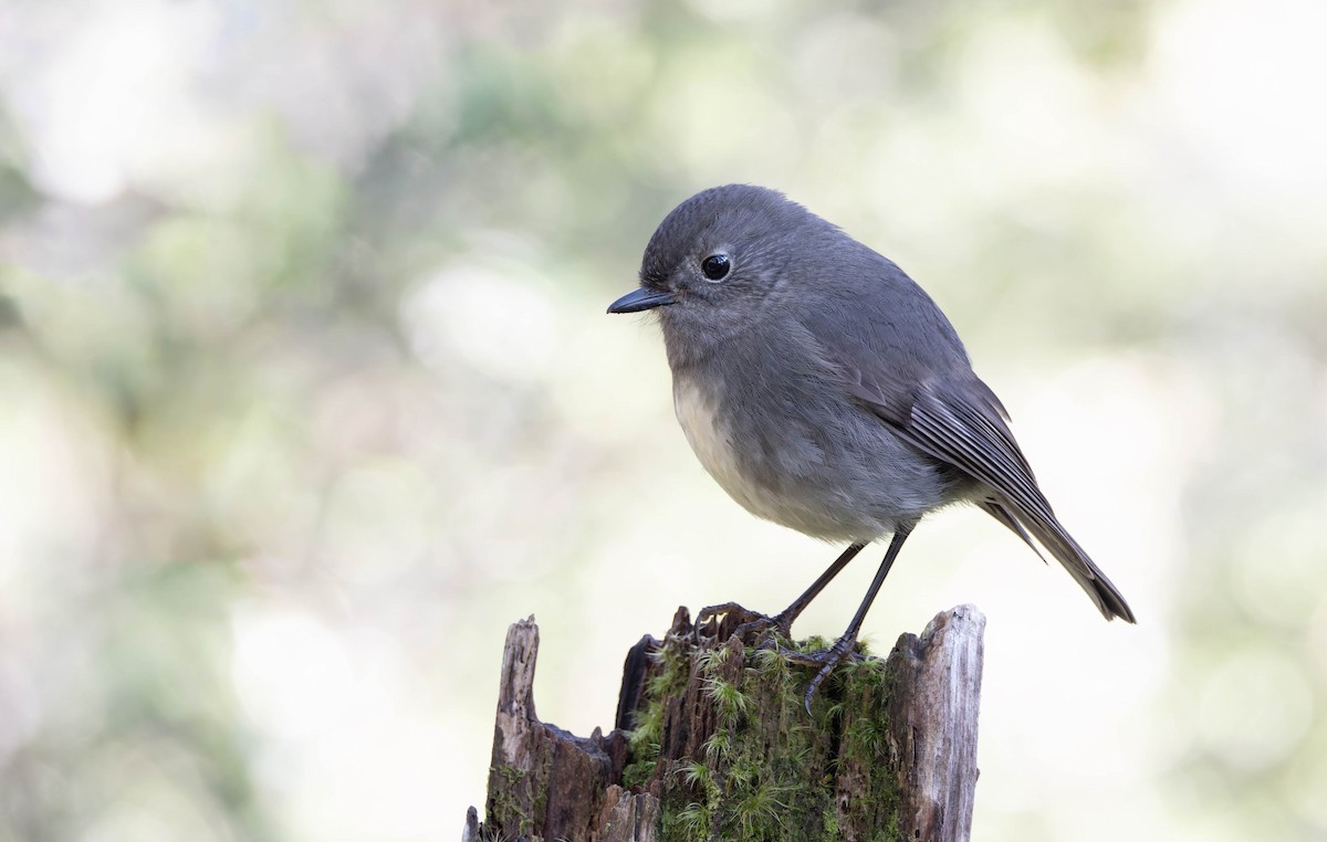 South Island Robin - ML622717570