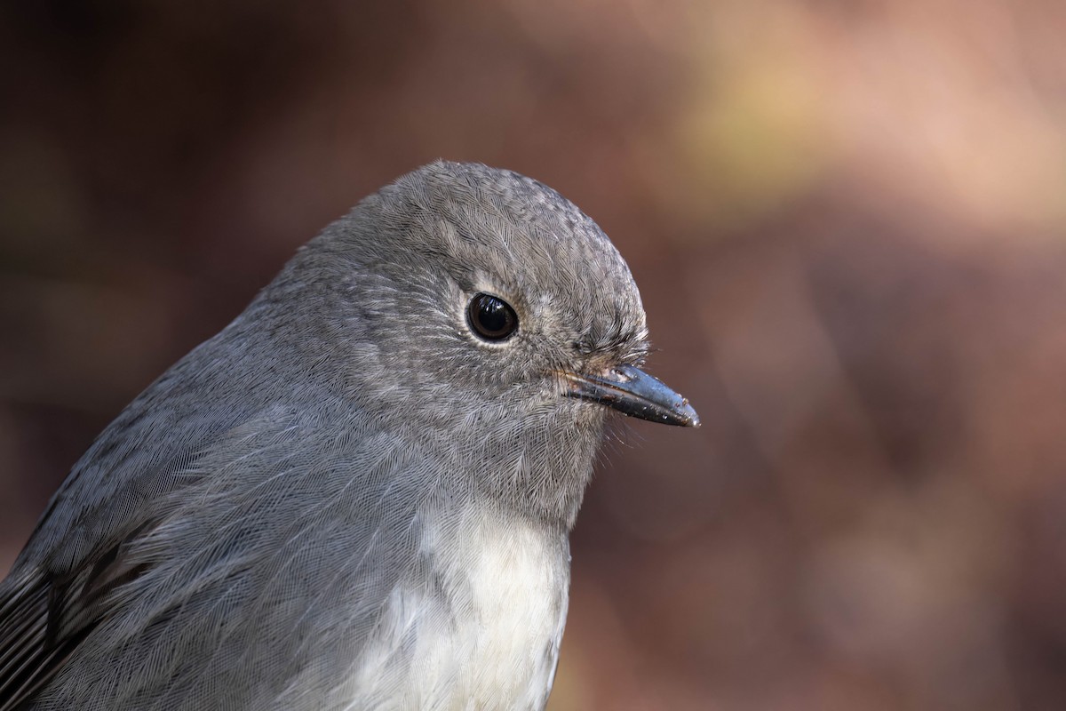 South Island Robin - ML622717577