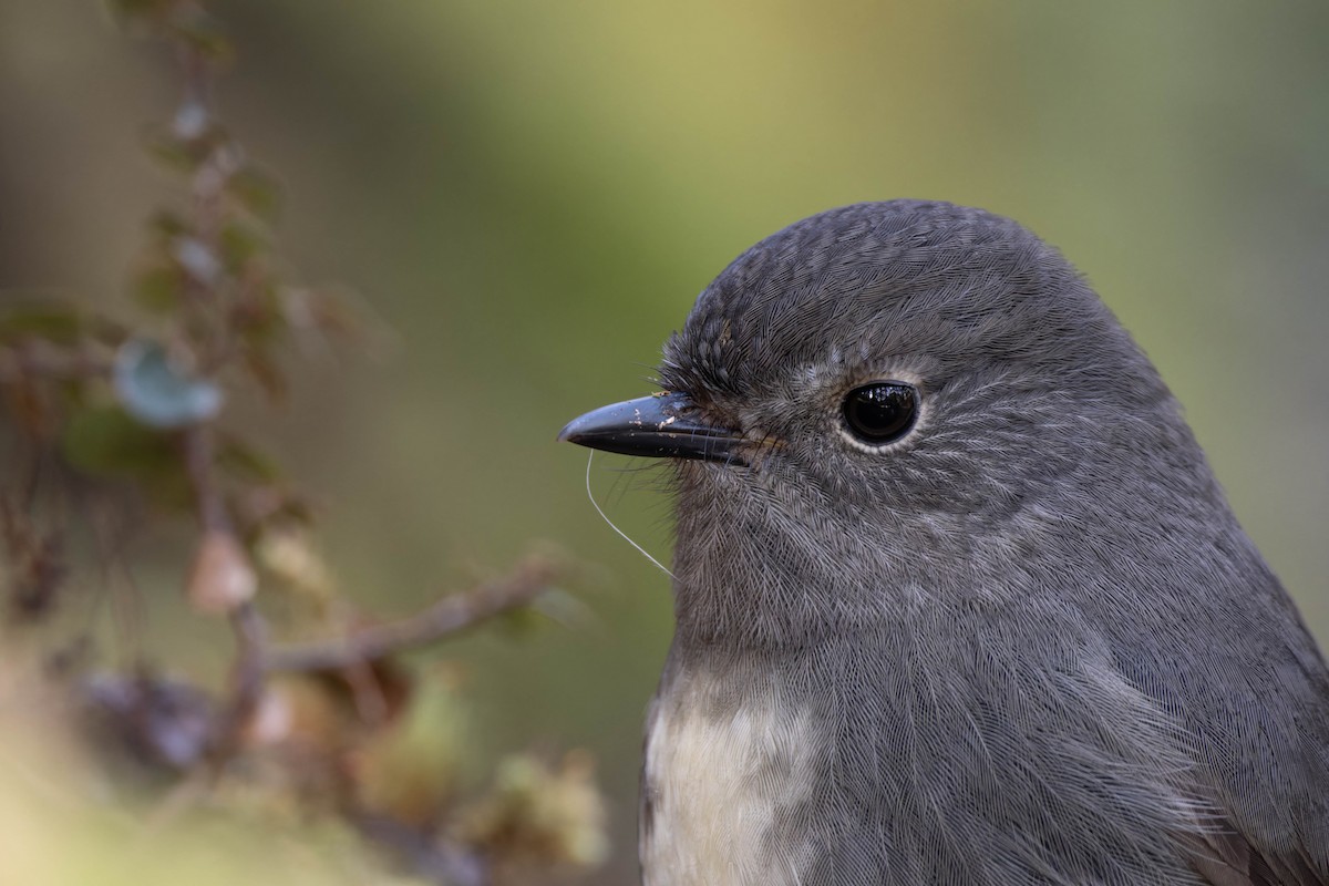 South Island Robin - ML622717578