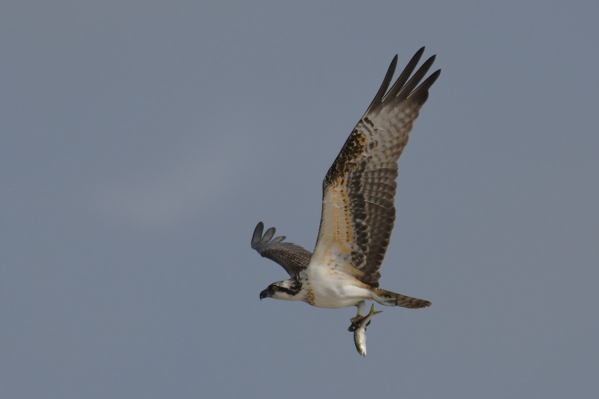 Osprey - ML622717661