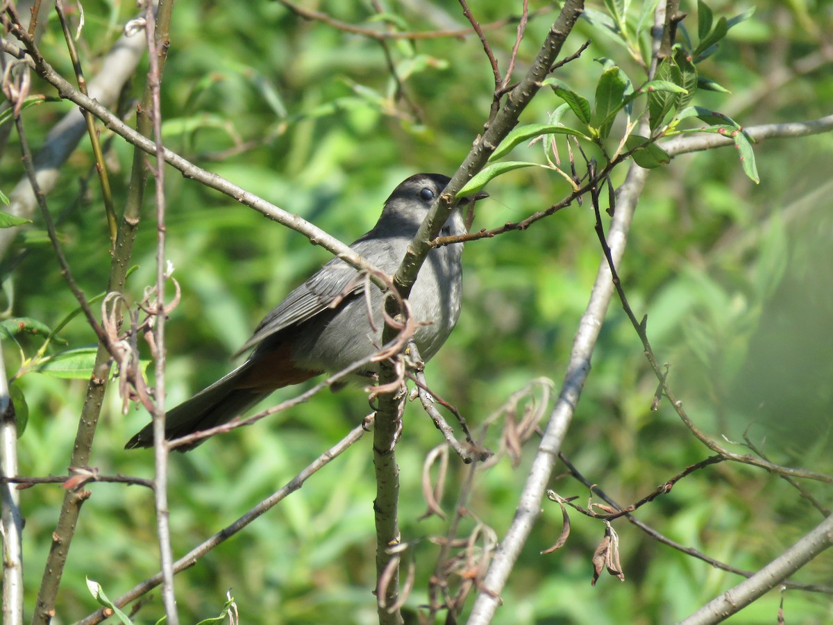 Gray Catbird - ML622717672