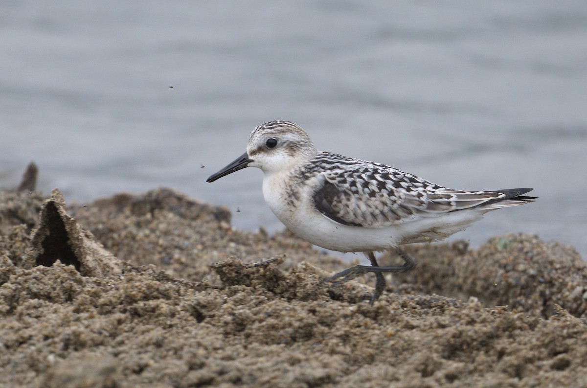 Sanderling - ML622717690