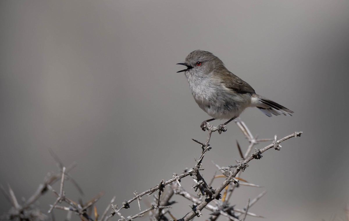 Gray Gerygone - ML622717701