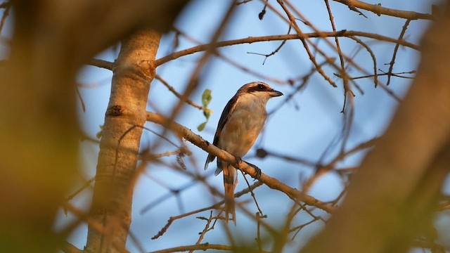 Brown Shrike - ML622717702