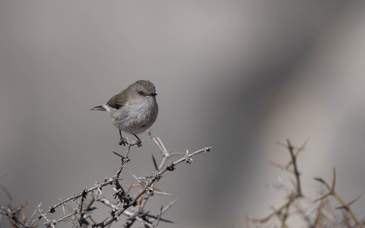 Gray Gerygone - ML622717707