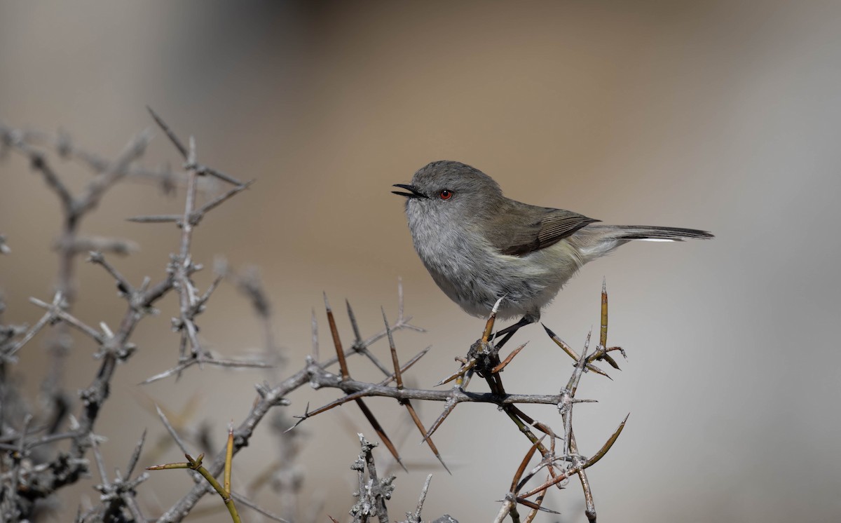 Gray Gerygone - ML622717709