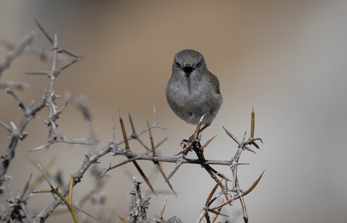 Gray Gerygone - ML622717712