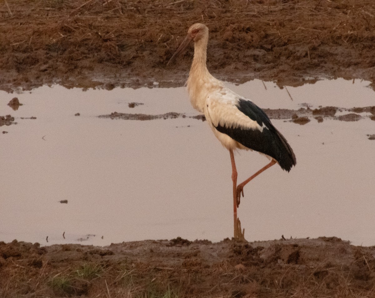 Maguari Stork - ML622717713