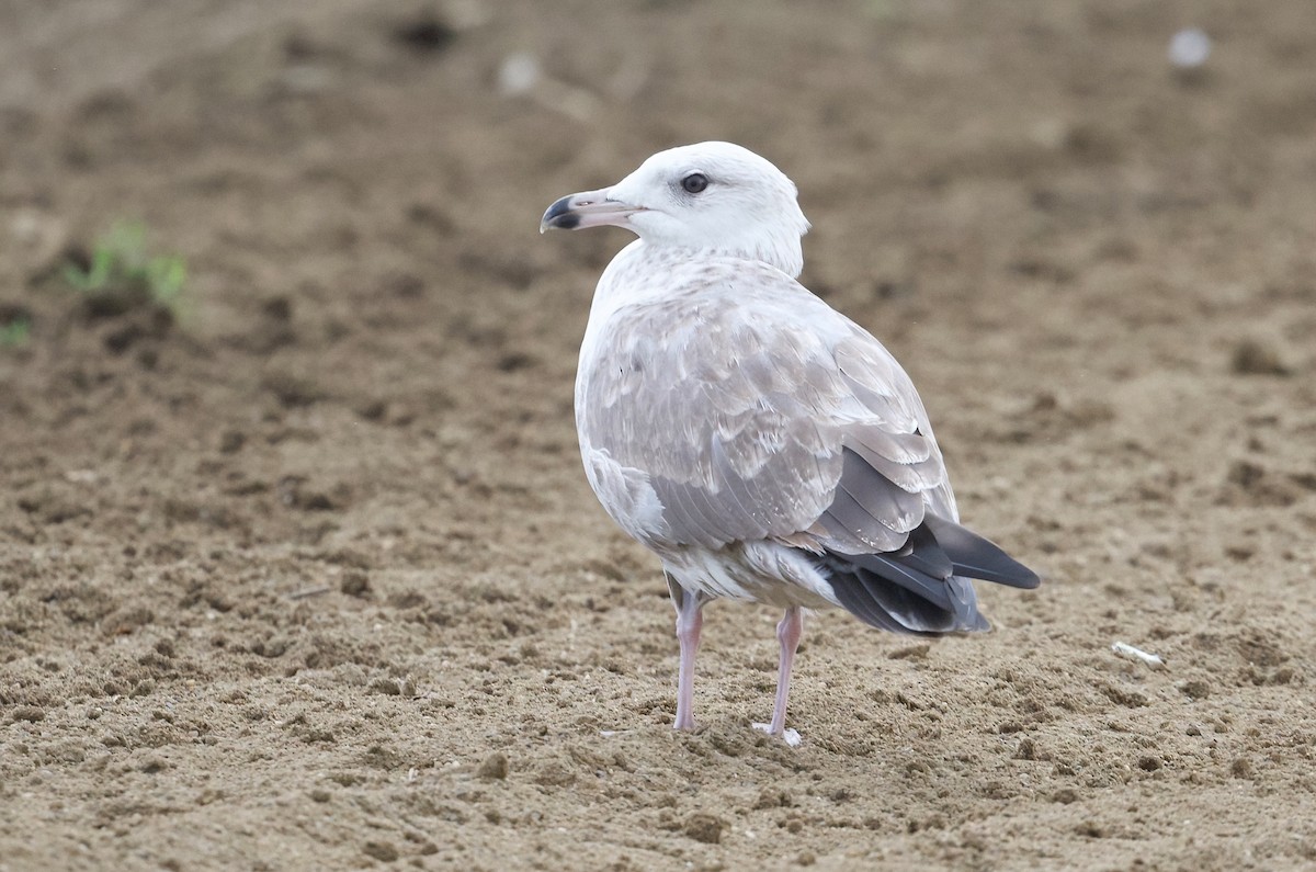 Herring Gull (American) - ML622717717