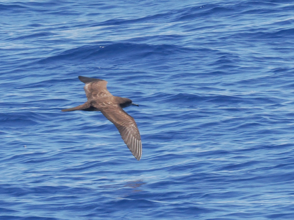 Wedge-tailed Shearwater - Todd Deininger