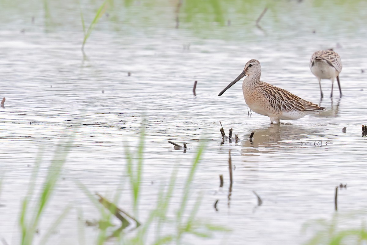 Asian Dowitcher - Con-gjie Lin