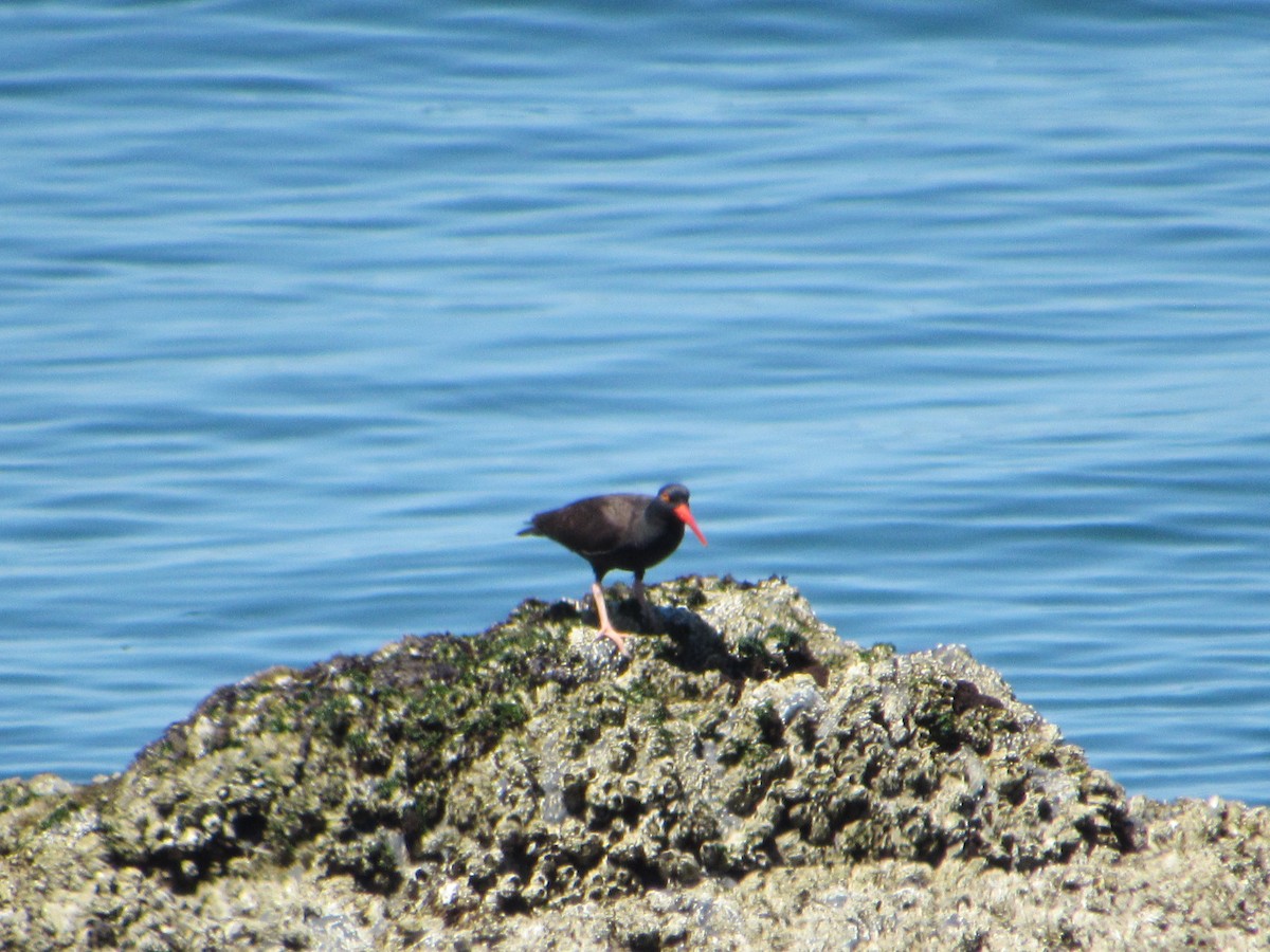 Black Oystercatcher - ML622717756