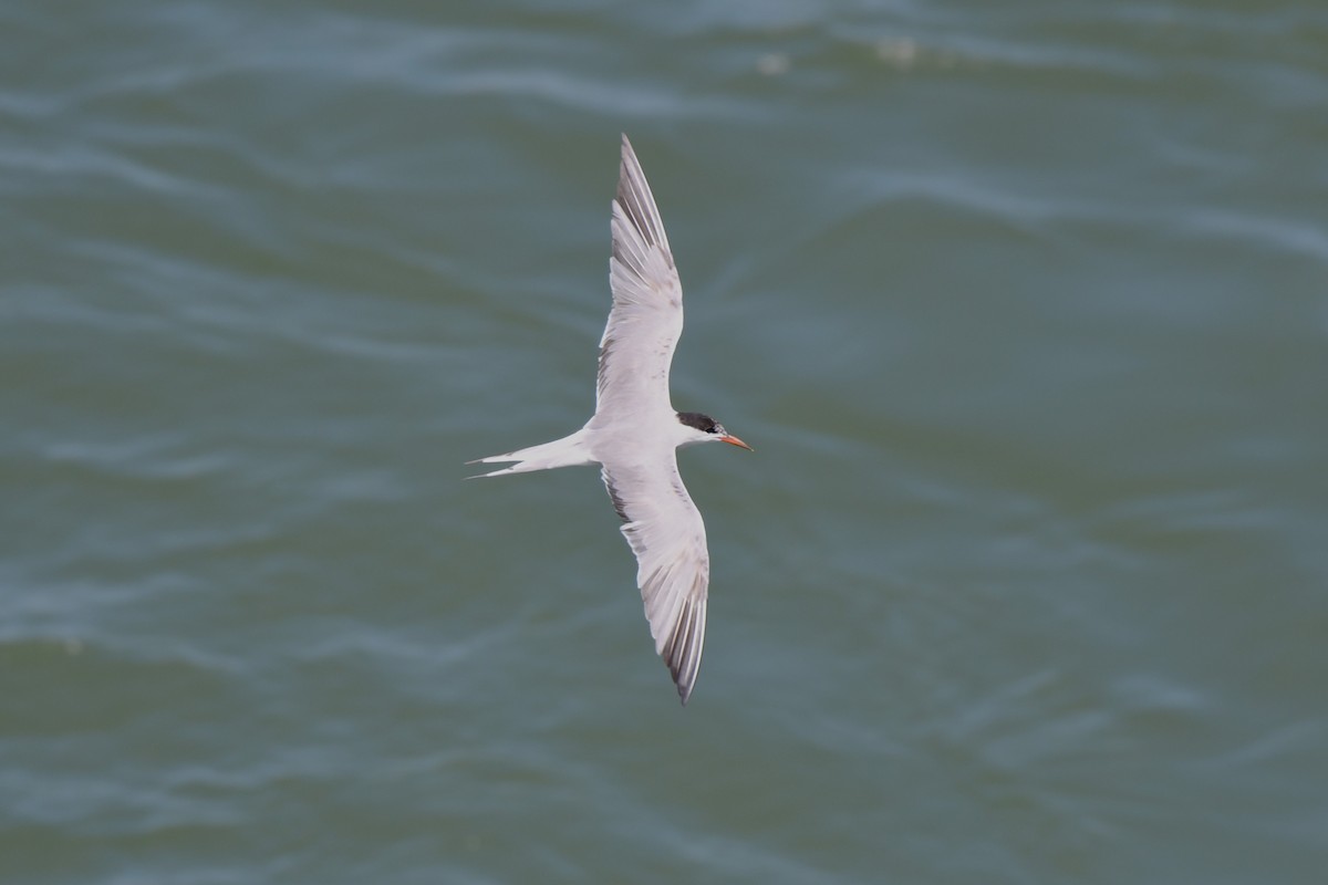 Forster's Tern - ML622717792