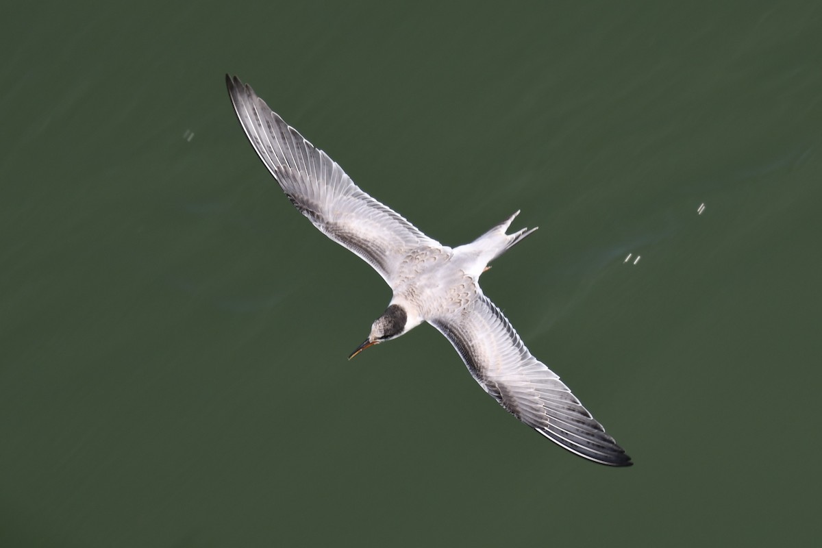 Forster's Tern - ML622717793