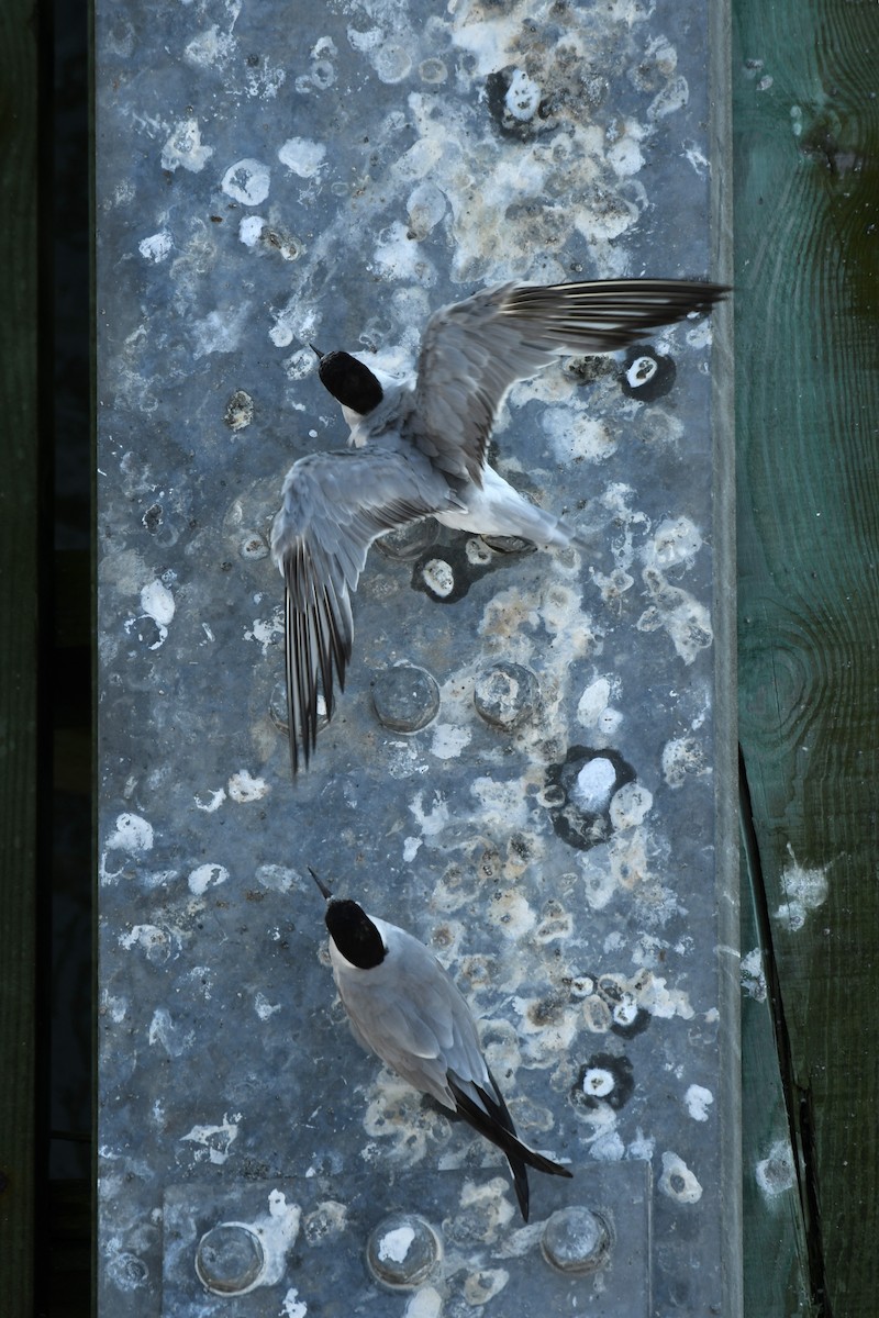 Forster's Tern - ML622717794