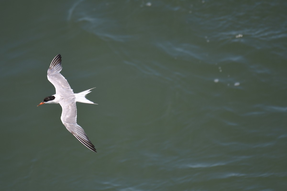 Forster's Tern - ML622717795