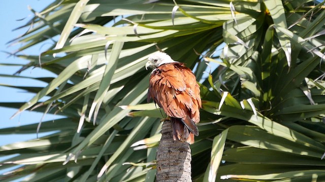 Brahminy Kite - ML622717805