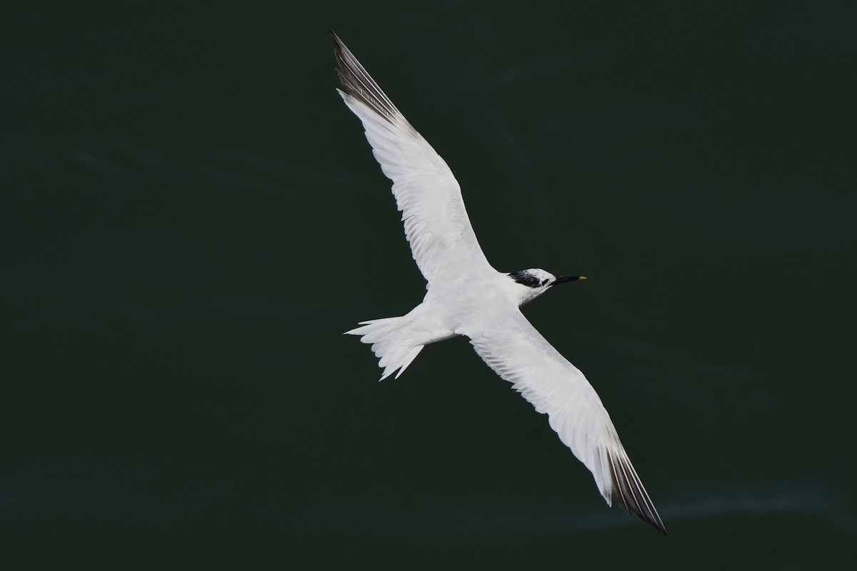 Sandwich Tern - ML622717808