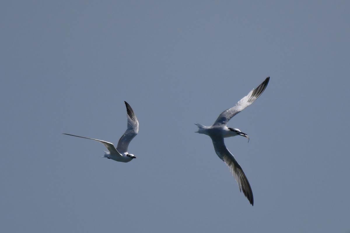 Sandwich Tern - ML622717809