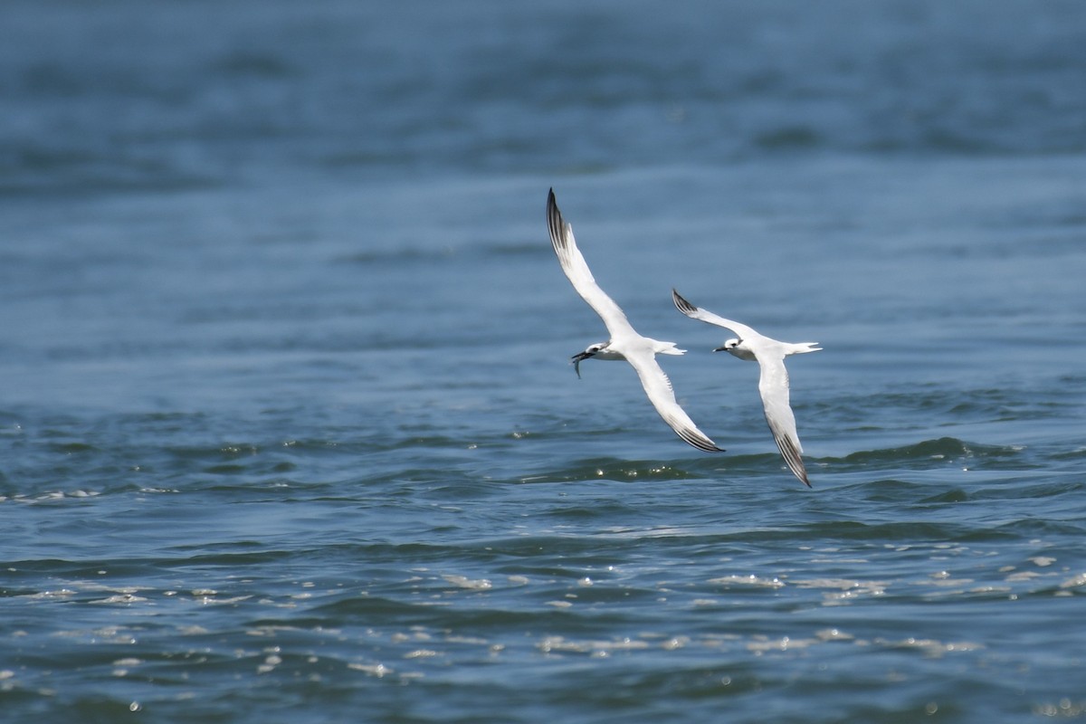 Sandwich Tern - ML622717810