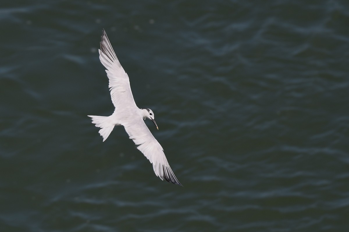 Sandwich Tern - Daniel Bailey