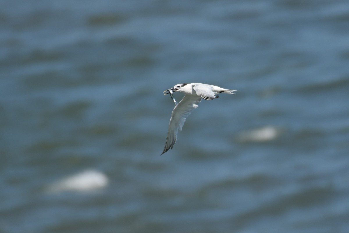 Sandwich Tern - ML622717812
