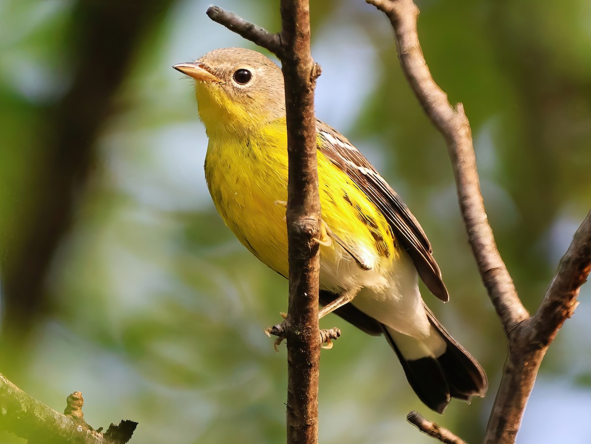 Magnolia Warbler - ML622717813