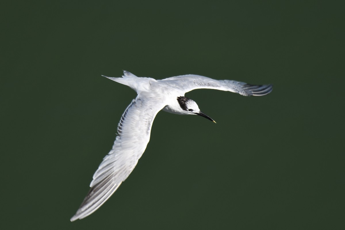 Sandwich Tern - ML622717814