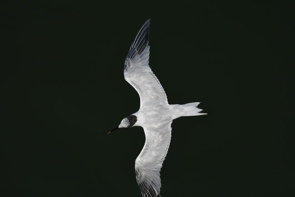 Sandwich Tern - ML622717815