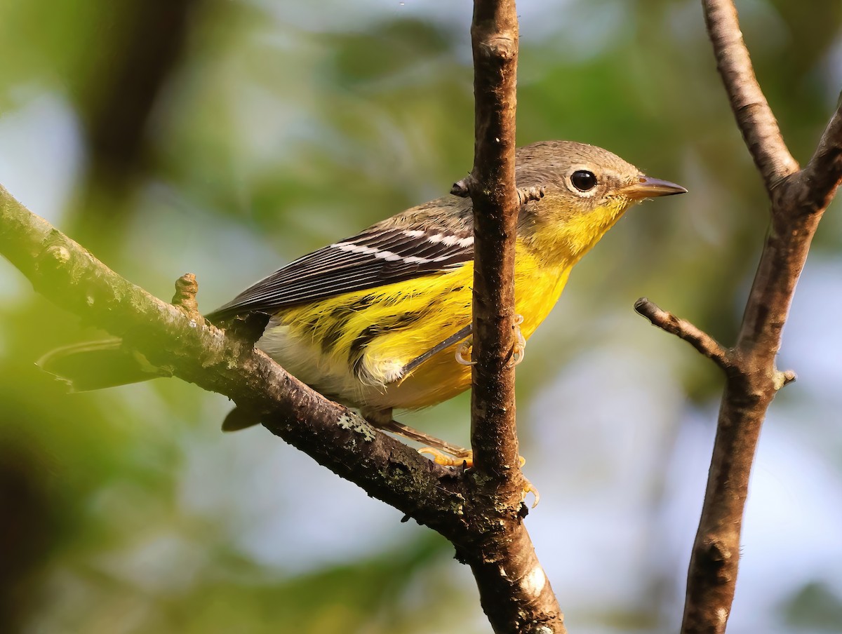 Magnolia Warbler - ML622717816