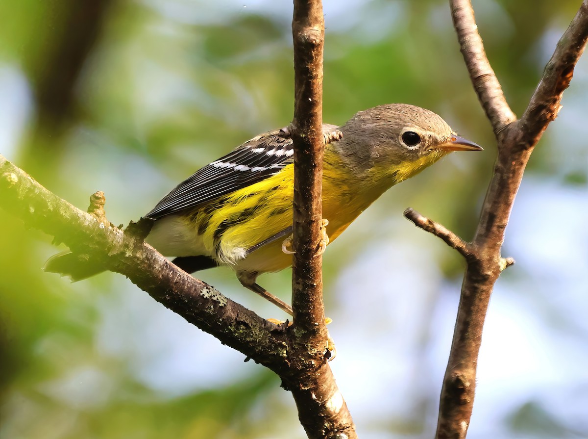 Magnolia Warbler - Eric Patry