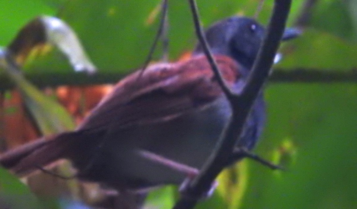 White-bellied Antbird - ML622717827