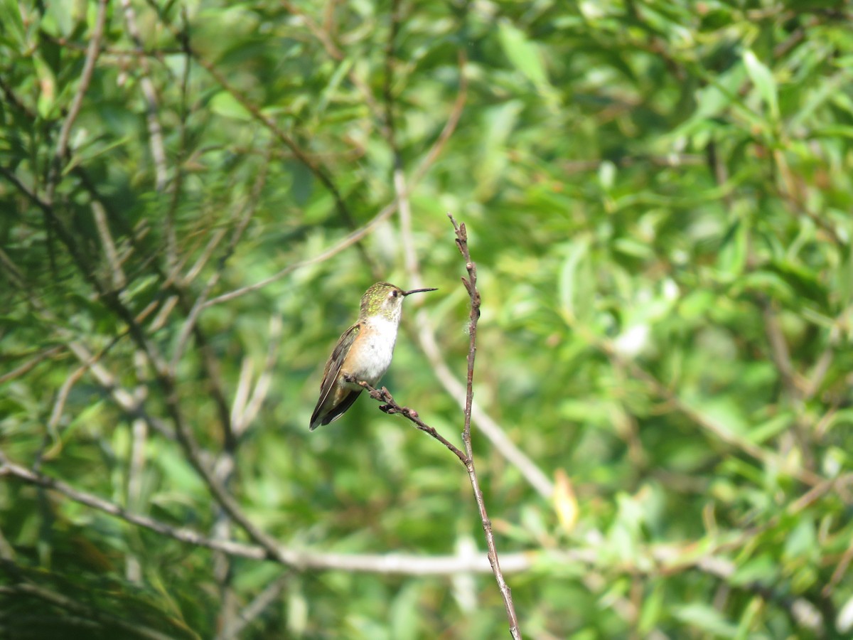 Rufous Hummingbird - ML622717830