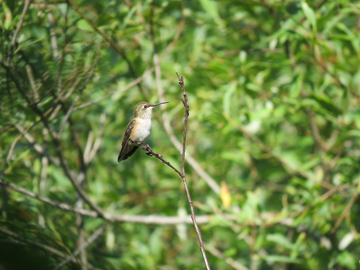 Rufous Hummingbird - ML622717831