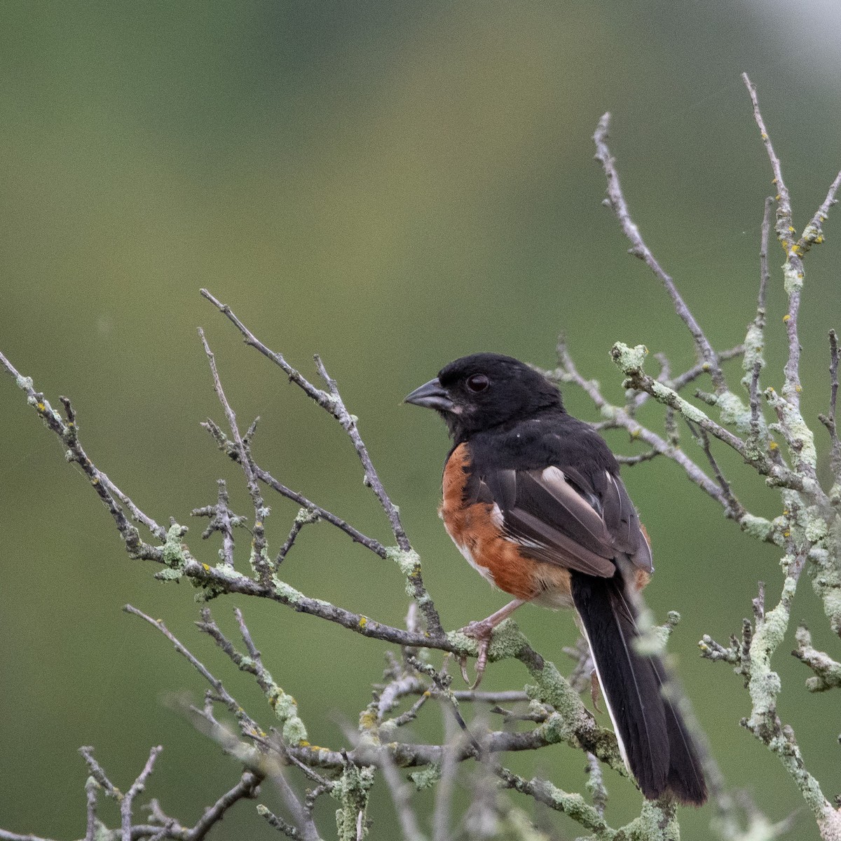 Eastern Towhee - ML622717835