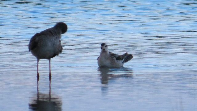 Red-necked Phalarope - ML622717873